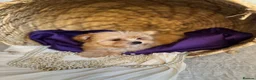 Yorkshire Terrier dogs for sale: BEAUTIFUL GOLDDUST YORKSHIRE TERRIER PUPPIES - Advert 17
