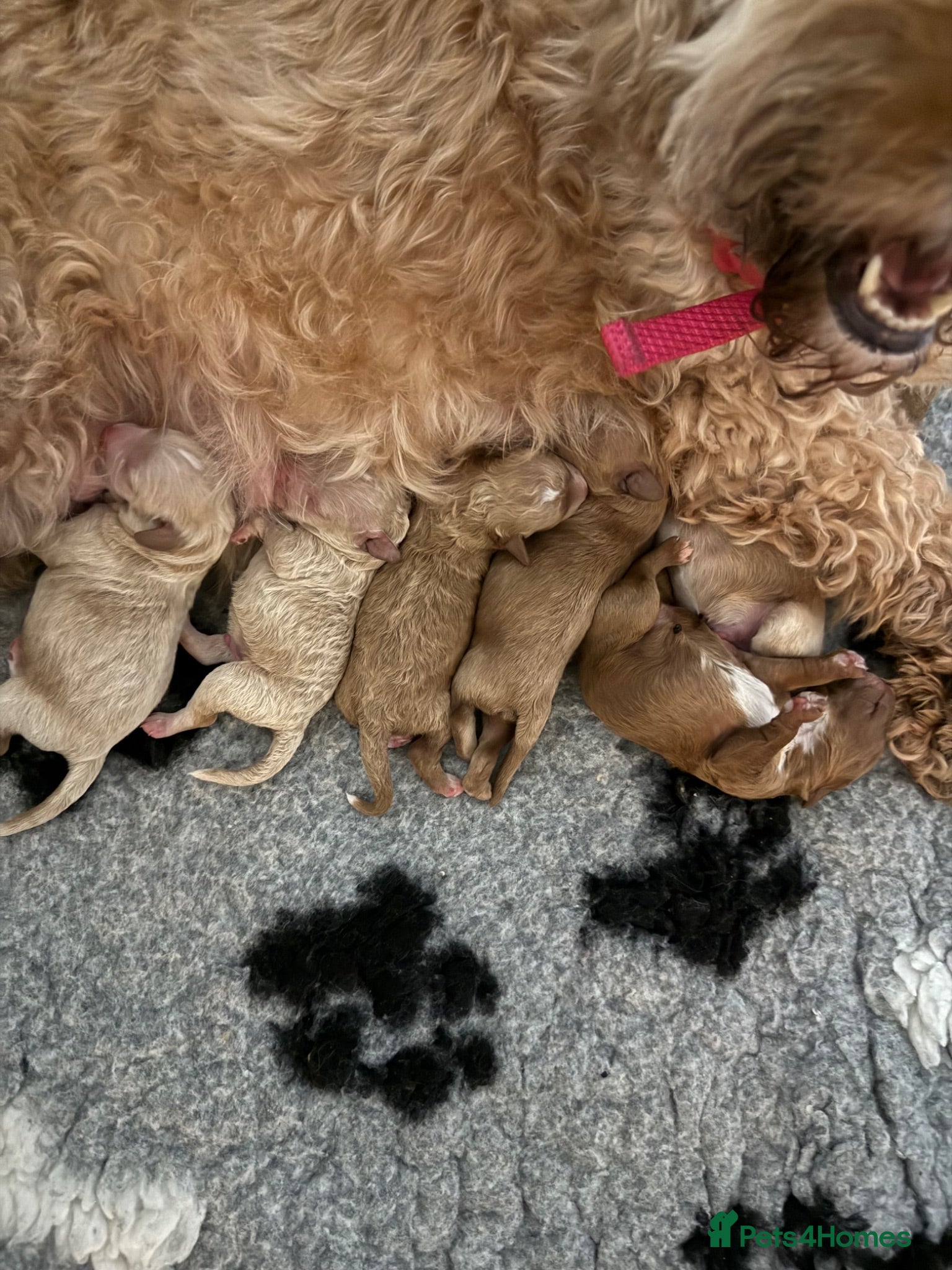 Cavapoo dogs Cavapoo f1b - Advert 1