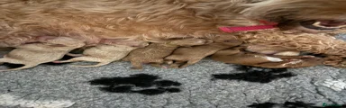 Cavapoo 4