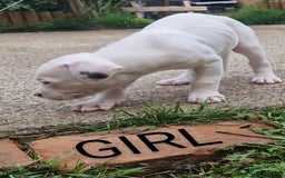American Bulldog dogs for sale: American bulldogs puppies  - Image 3