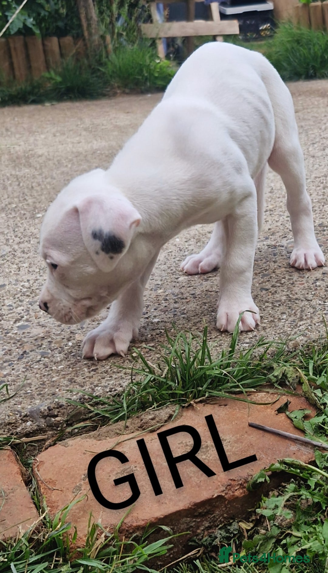 American Bulldog dogs for sale: American bulldogs puppies  - Image 3