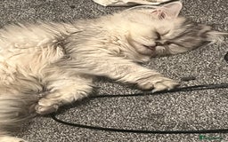 Persian cats for sale: Two Persian cats for sale - Image 10