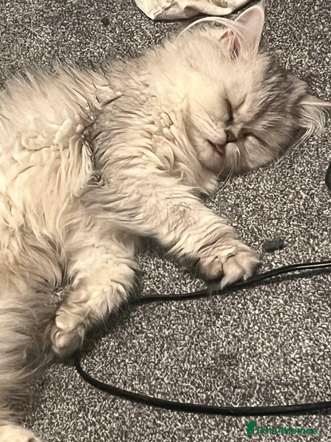 Persian cats for sale: Two Persian cats for sale - Image 10