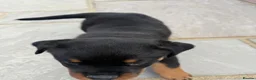 Rottweiler dogs for sale: FULLKC GERMAN LINES🏆💙 2BOYS LICENSED BREEDER 5⭐️ - Advert 26