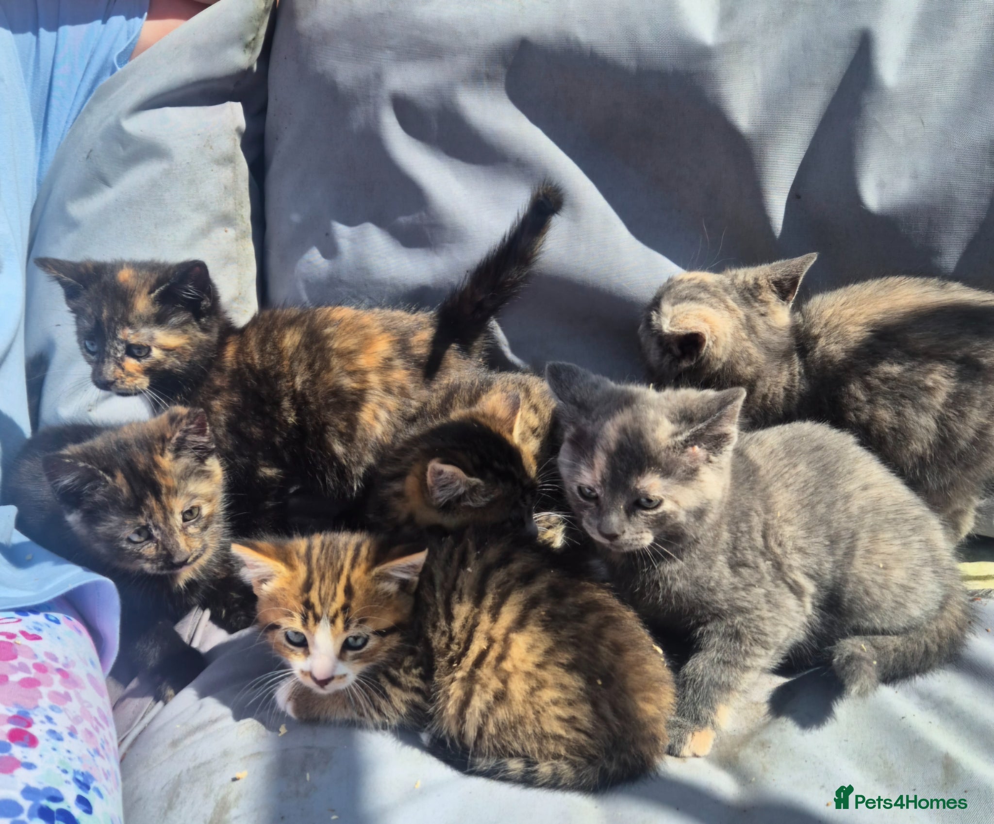 Mixed Breed cats Stunning kittens for sale  - Advert 5