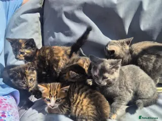 Mixed Breed cats Stunning kittens for sale - Advert 1
