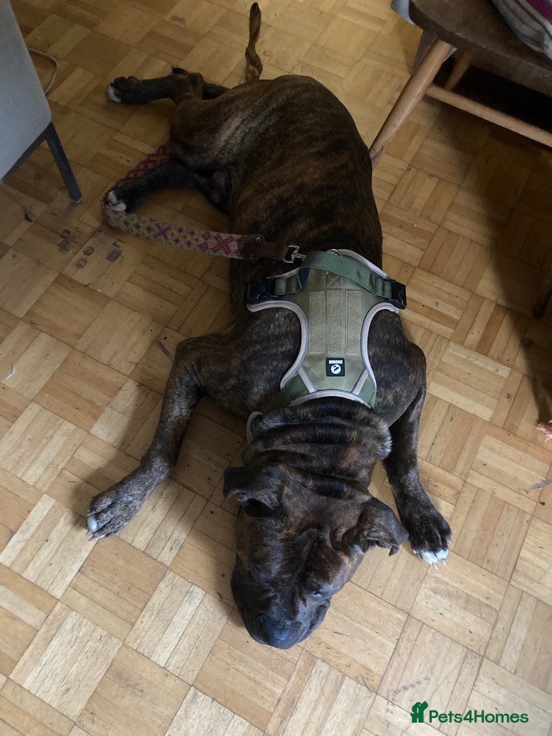 American Bulldog dogs for sale: A loving home needed for an American Bulldog.  - Advert 10