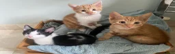 Mixed Breed cats for sale: Lovely short haired kittens  in Redhill - Advert 8