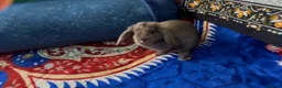 Mini Lop rabbits for sale: Mini lop rabbit  - Advert 5
