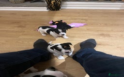 Jack Russell dogs for sale: Traditional short legs jack Russel  - Image 4