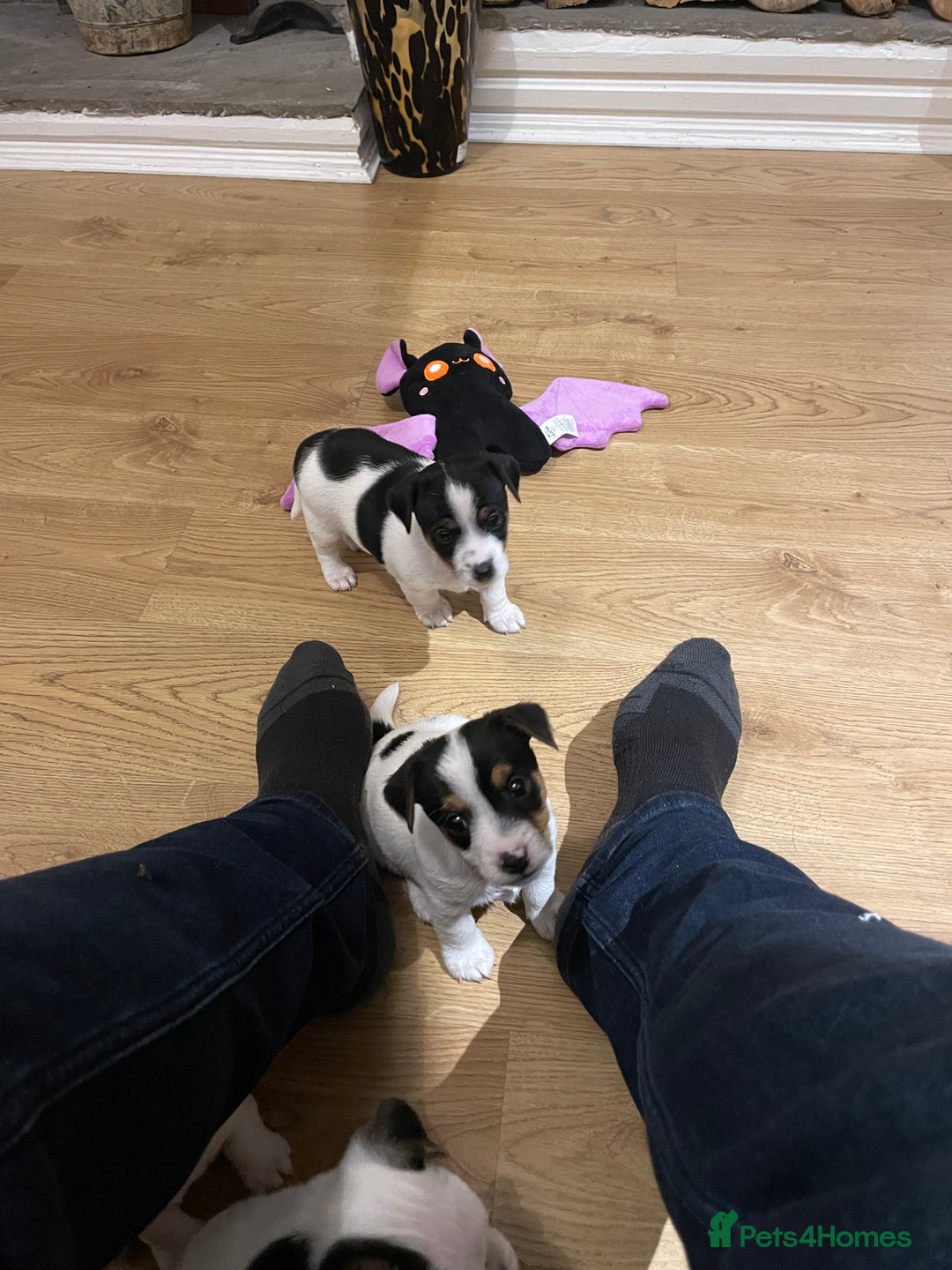 Jack Russell dogs for sale: Traditional short legs jack Russel  - Image 4