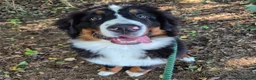 Bernese Mountain Dog dogs for sale: Bernese Mountain Dog Looking for a Loving Home  in Olney - Advert 4