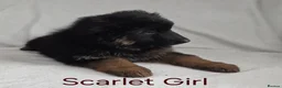 German Shepherd dogs for sale: Gorgeous German Shepherd Puppies For Sale - Advert 29