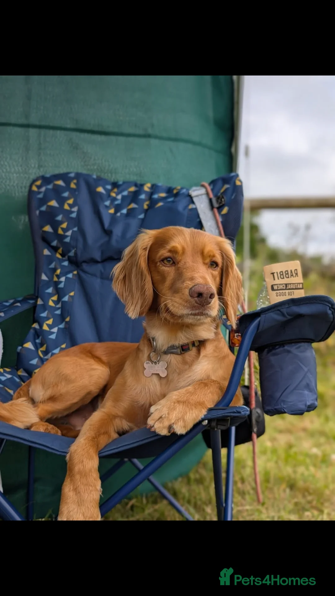 Cockapoo dogs for sale: Beautiful Apricot F1B Cockapoo Puppies  - Advert 14
