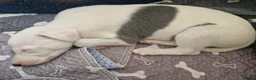 Whippet dogs for sale: Heart and DNA tested Blue Parti Whippet Puppies. - Advert 12