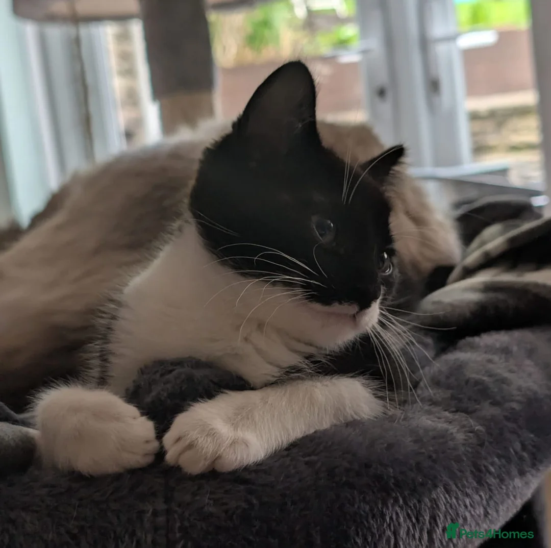 Mixed Breed cats for sale: 6 month old Kitten Looking for a Loving Home - Advert 2