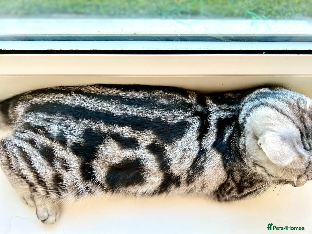 British Shorthair cats for sale: GCCF Rare Show Quality BSH Silver Tabby Kittens  - Advert 9