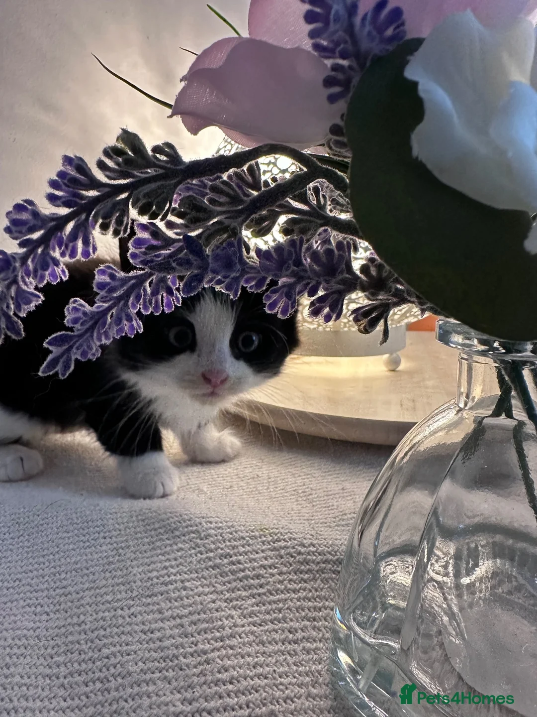 Mixed Breed cats for sale: Snuggly princess  in Weybridge - Advert 2