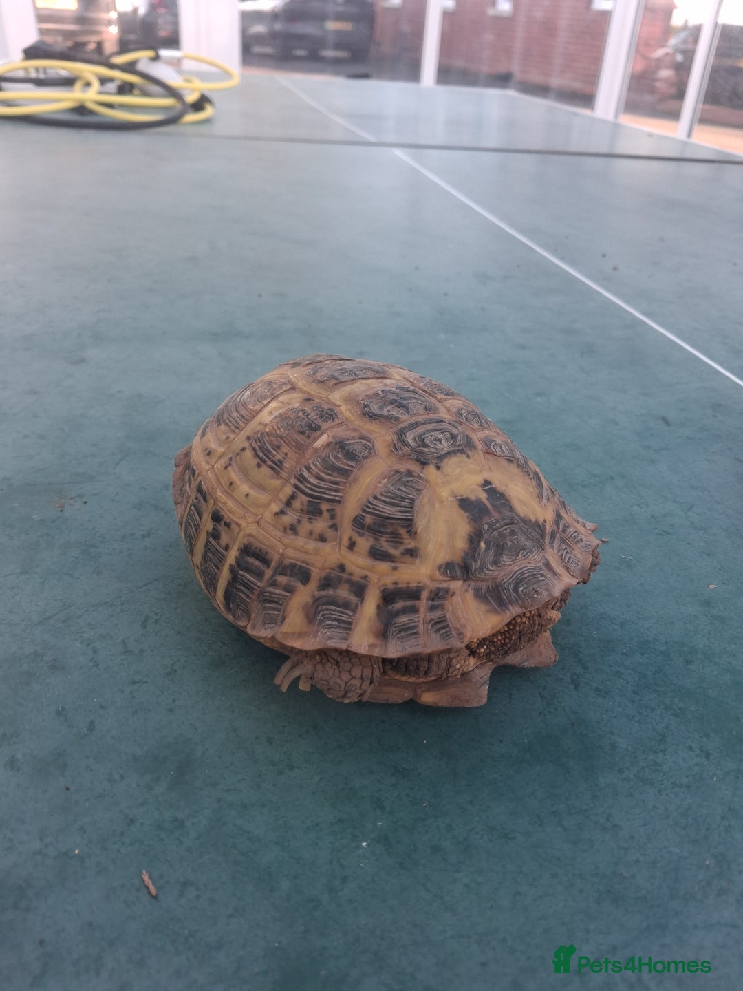 Tortoise reptiles for sale: Tortice for sale- does not hibernate - Advert 5