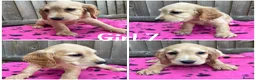 Cocker Spaniel dogs for sale: Cocker spaniel puppies  - Advert 11