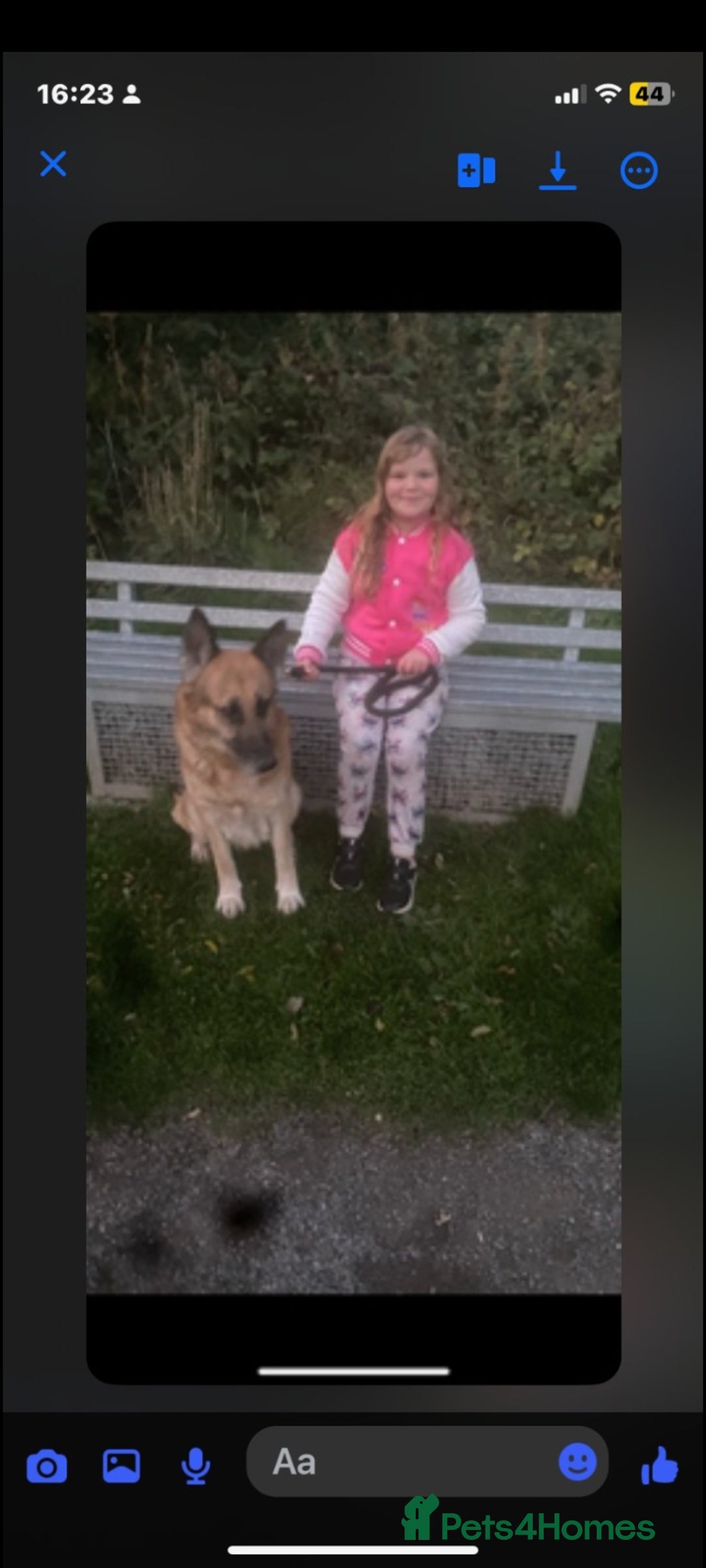 German Shepherd dogs for sale: German shepherd  **   - Advert 1