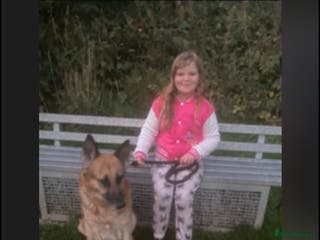 German Shepherd dogs German shepherd ** - Advert 2