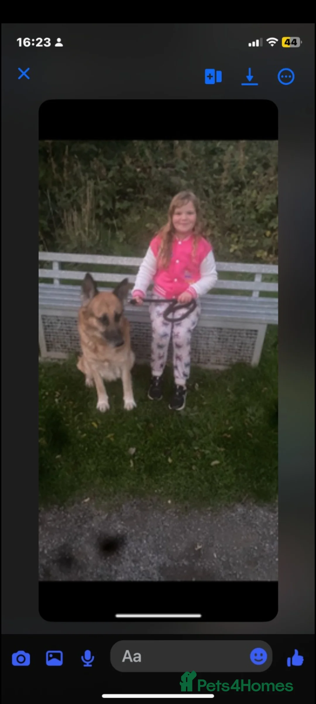 German Shepherd dogs for sale: German shepherd  **   - Advert 1