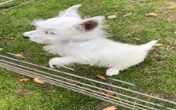 West Highland Terrier dogs for sale: Beautiful west highland terriers puppys - Image 38