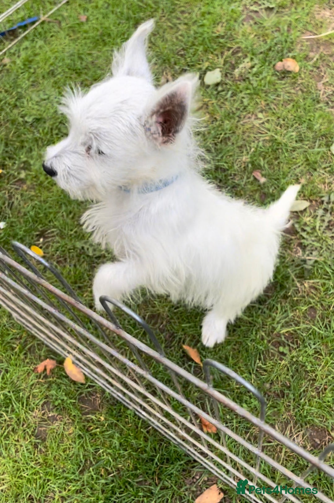 West Highland Terrier dogs for sale: Beautiful west highland terriers puppys - Image 38