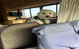 Poochon dogs for sale: Mother and son - Image 18