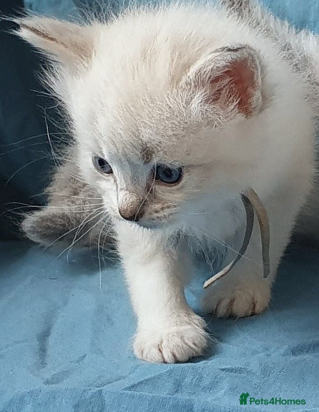 Siberian cats Gorgeous Neva Masquerade Babies - Advert 2