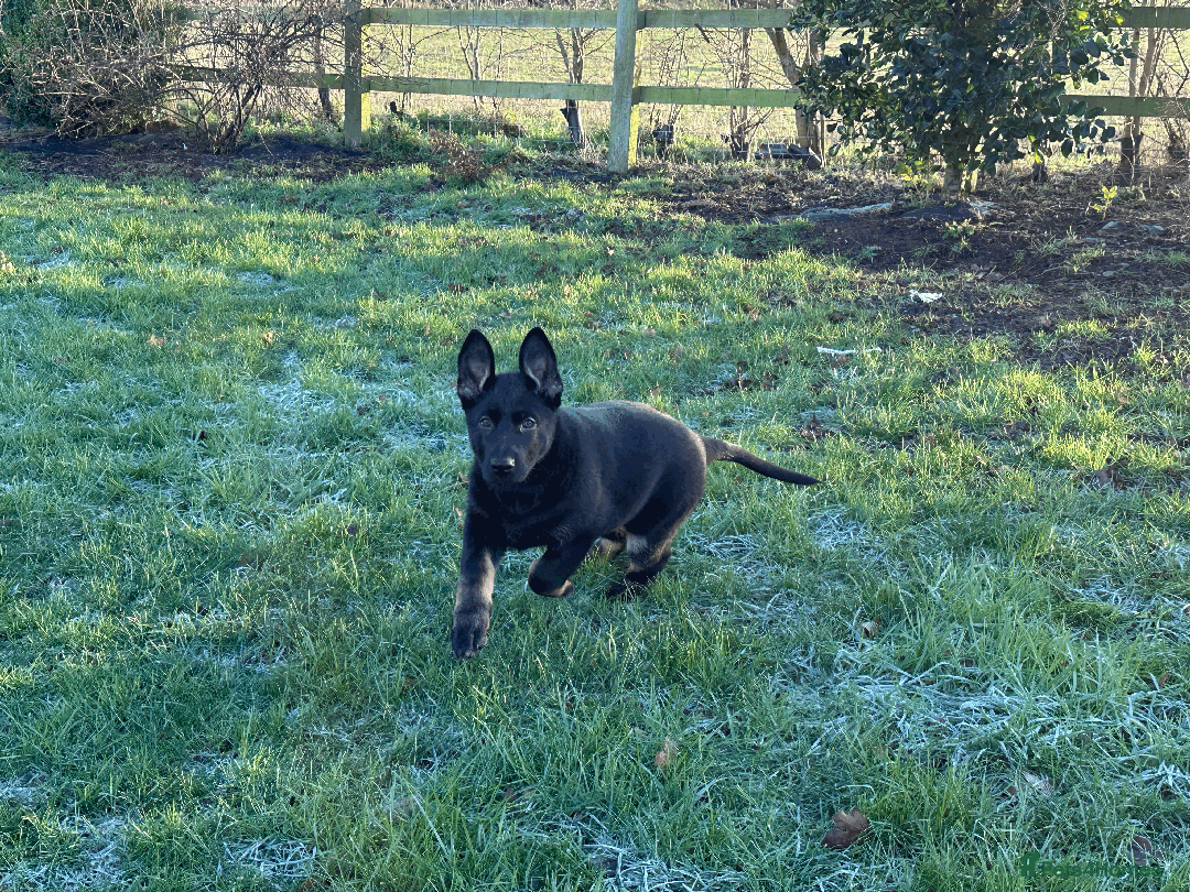 German Shepherd dogs for sale: ONE EXCLUSIVE FEMALE GSD PUP, HOME RARED AND BRED. - Advert 32