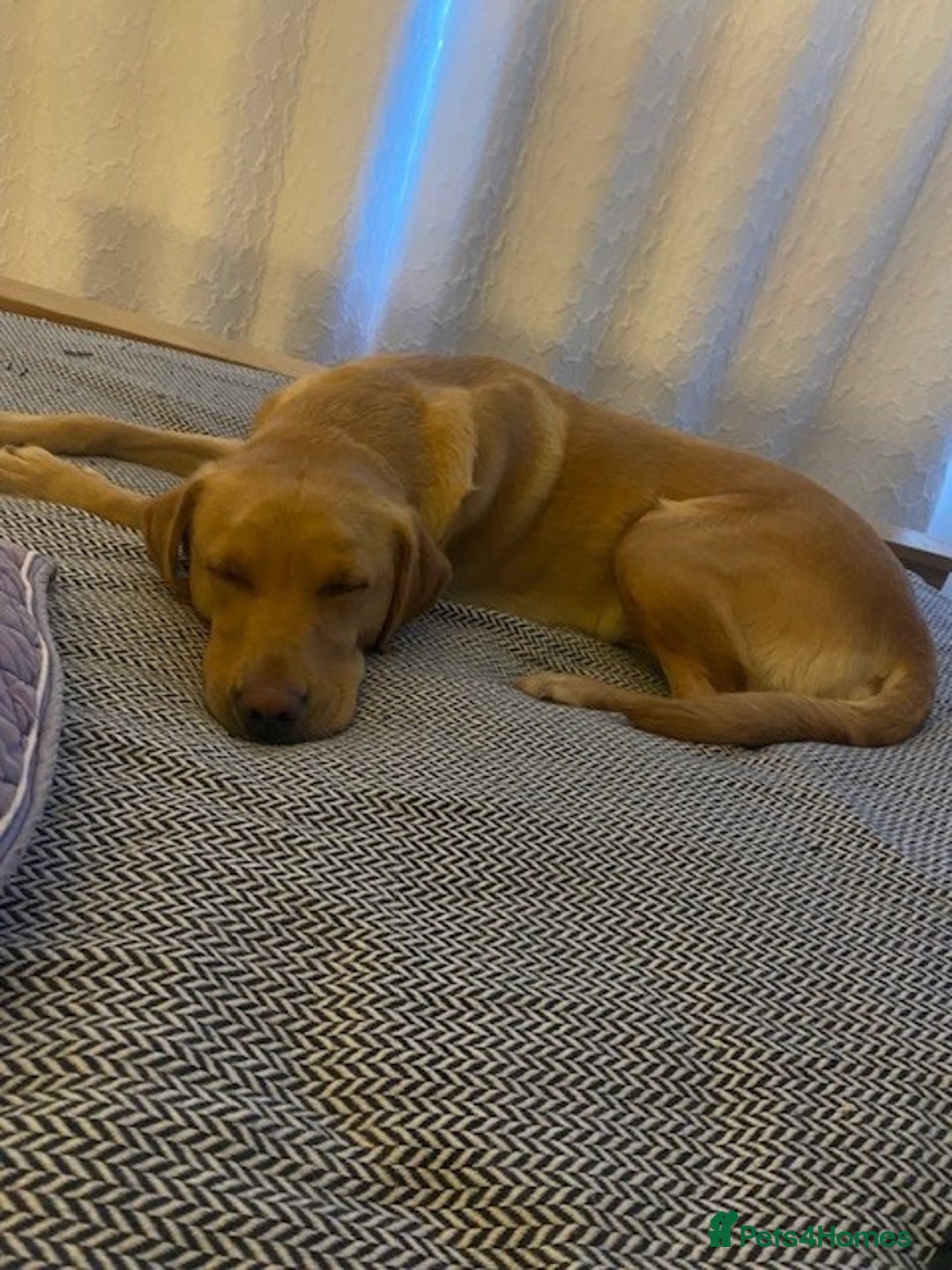 Labrador Retriever dogs for sale: Labrador Retriever Puppies for sale  - Advert 1