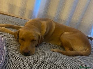 Labrador Retriever dogs Labrador Retriever Puppies for sale - Advert 10