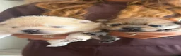 Pomeranian dogs for sale: Miniature Pomeranian  in Basildon - Advert 26
