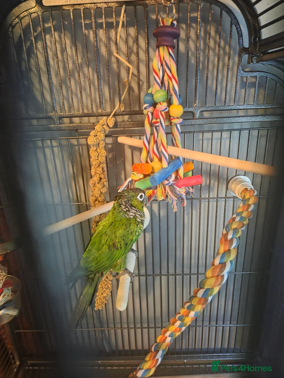 Conures birds for sale: Conure for sale  - Advert 2