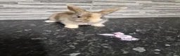 Lionhead rabbits for sale: Lion lop baby rabbits  born May 4 2026 - Advert 2
