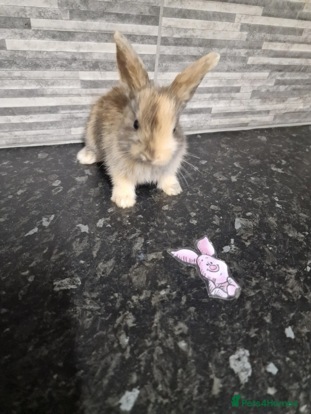 Lionhead rabbits for sale: Lion lop baby rabbits  born May 4 2026 - Advert 2