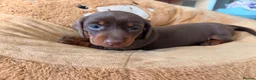 Miniature Dachshund dogs for sale: Miniature smooth chocolate dachshund - Advert 5