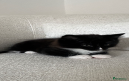 Domestic Shorthair cats for sale: Kitten 5 months old - Image 3
