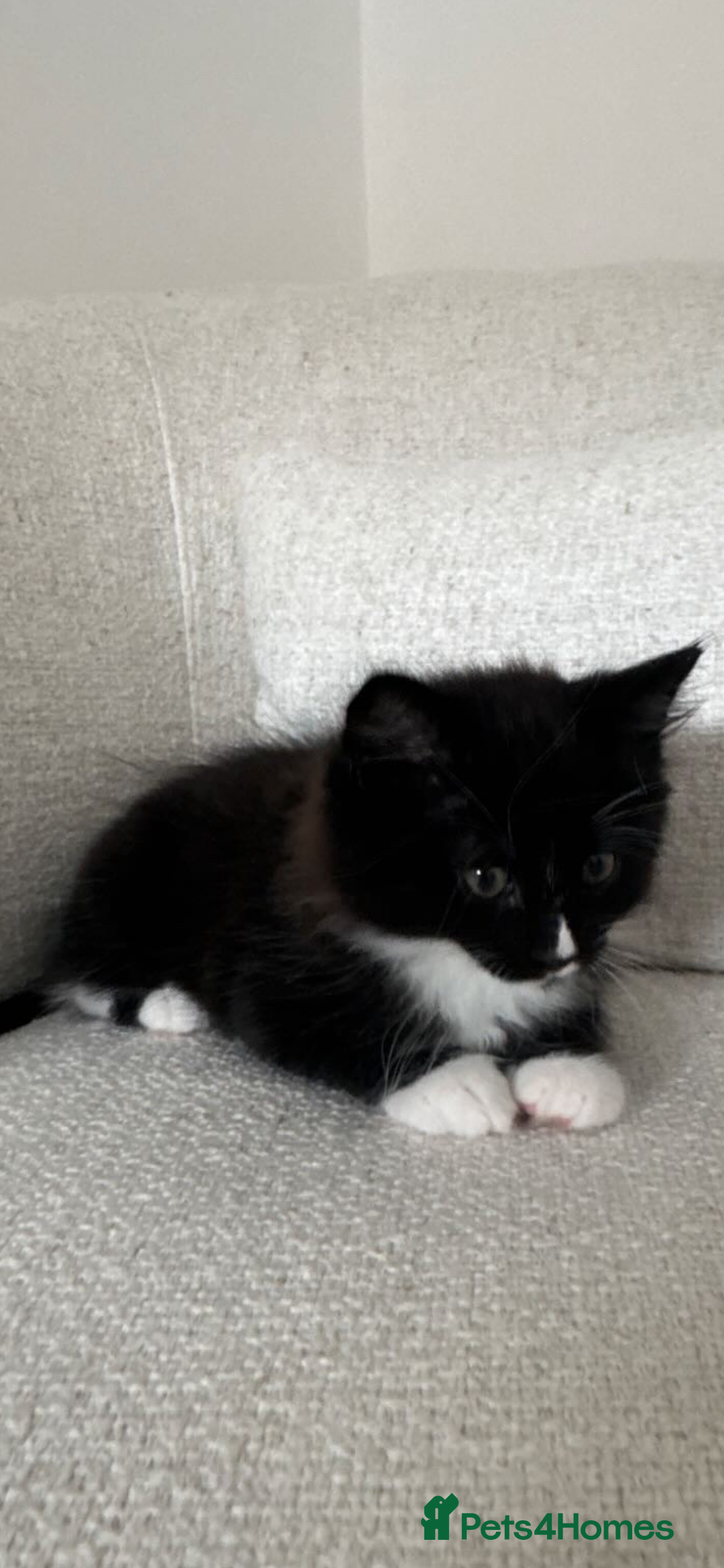 Domestic Shorthair cats for sale: Kitten 5 months old - Image 3