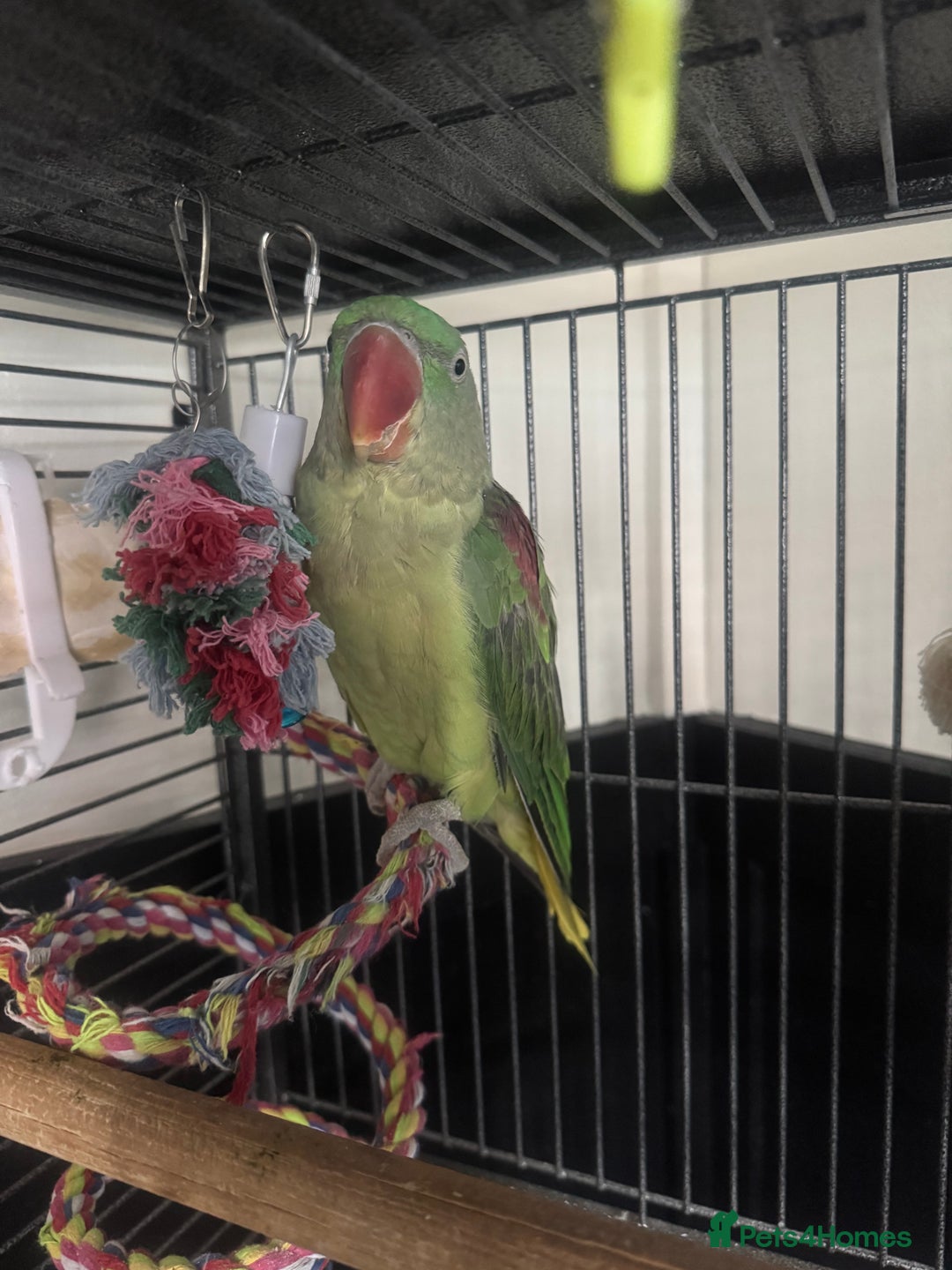 Conures birds for sale: Alexandrian  - Image 10
