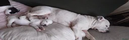 Staffordshire Bull Terrier dogs for sale: 🐾 Adorable Amstaff Puppies –  ❤️ - Advert 14