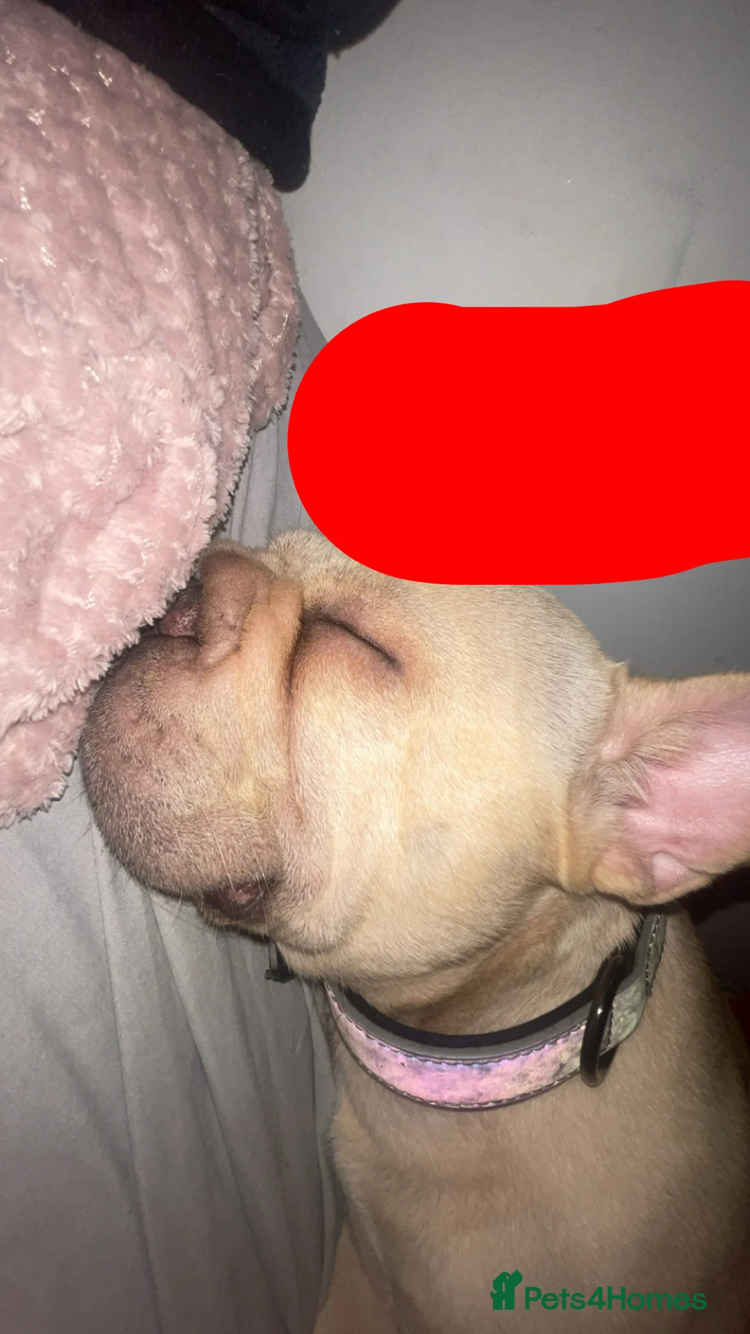 French Bulldog dogs for sale: Hugo the frenchie  in Northampton - Advert 1