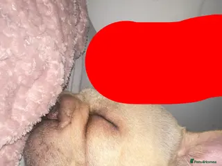 French Bulldog dogs Hugo the frenchie in Northampton - Advert 16