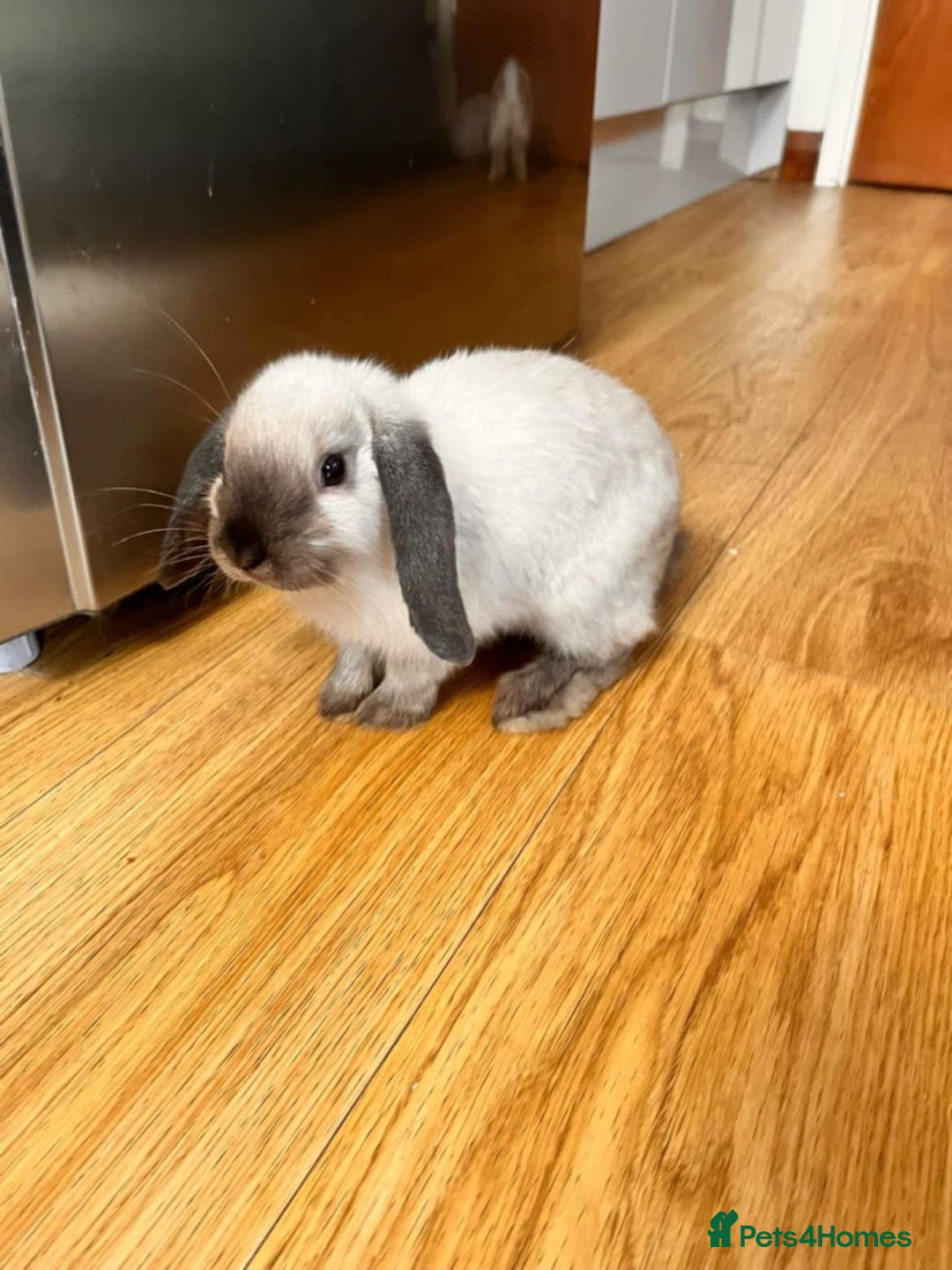 Dwarf Lop rabbits for sale: Beautiful dwarf lops - Advert 1