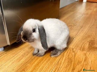 Dwarf Lop rabbits Beautiful dwarf lops - Advert 1