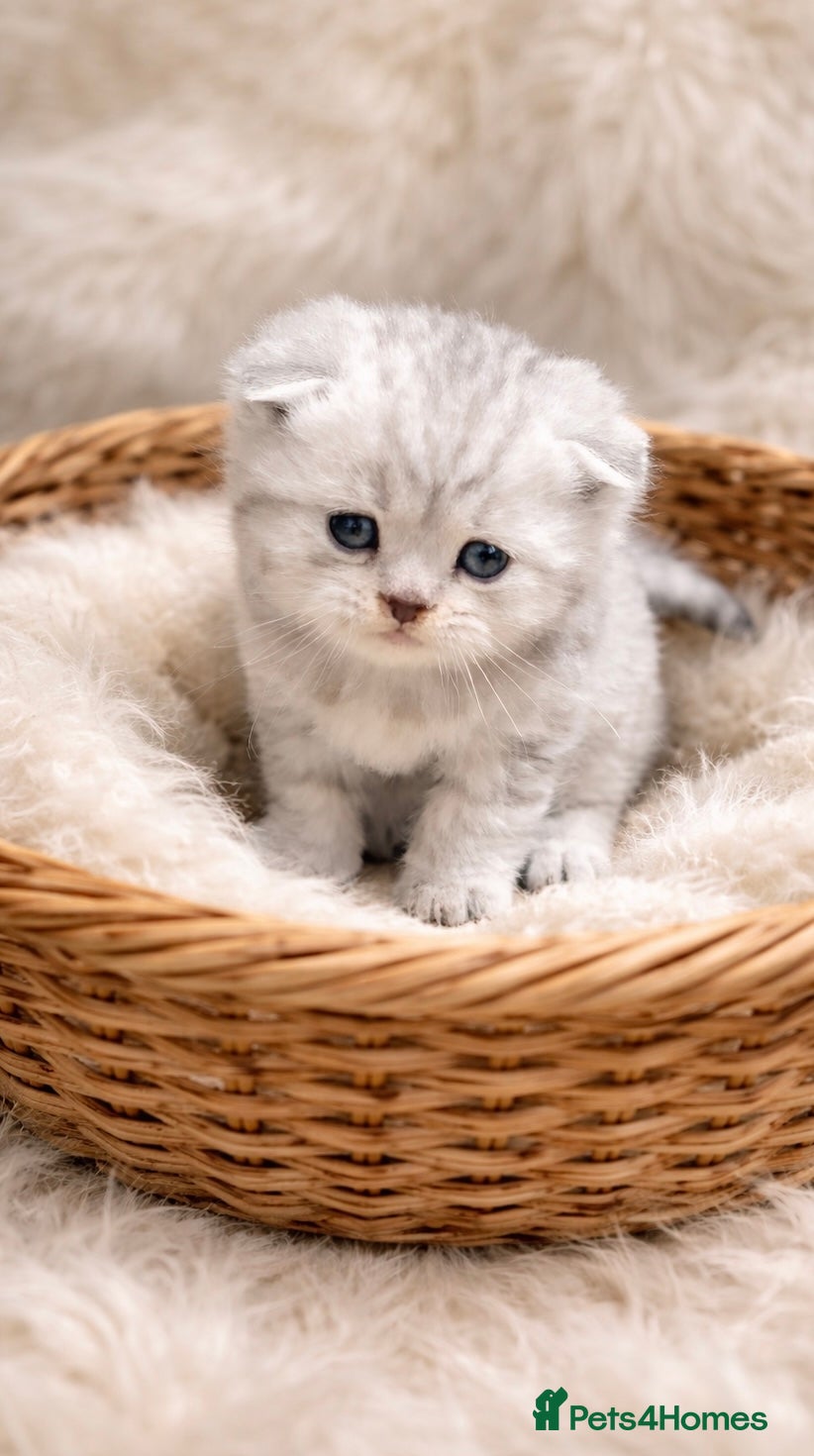 Scottish Fold cats BEAUTIFUL QUALITY SCOTTISH FOLD & STRAIGHT ❤️ - Advert 11