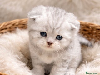 Scottish Fold cats BEAUTIFUL QUALITY SCOTTISH FOLD & STRAIGHT ❤️ - Advert 11
