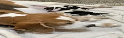 Beagle dogs for sale: Stunning KC registered litter by Campeach beagles. - Advert 1
